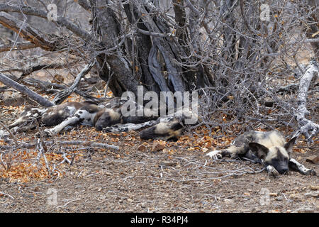 African wild dogs (Lycaon pictus), pack lying on arid ground, sleeping in the shade, Kruger National Park, South Africa, Africa Stock Photo