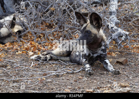 African wild dogs (Lycaon pictus) lying on arid ground, in the shade, Kruger National Park, South Africa, Africa Stock Photo