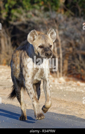 Spotted hyena or Laughing hyena (Crocuta crocuta), adult female running along a tarred road, in the morning light, Kruger National Park, South Africa