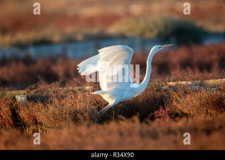 The great egret (Ardea alba) in common glasswort (Salicornia europaea), Nin Croatia Stock Photo