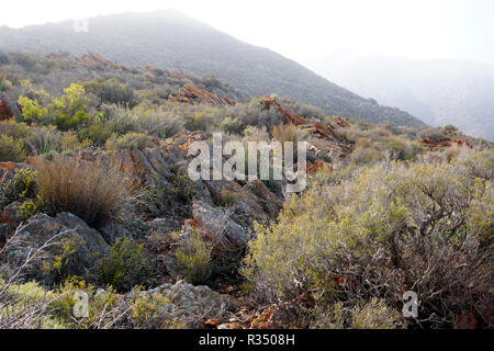 The veld or Veldt in South Africa Stock Photo - Alamy