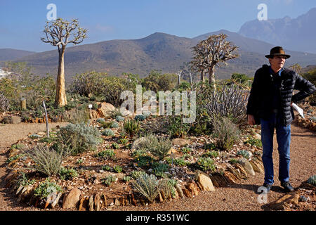 Quiver trees (Aloidendron dichotomum) in the Karoo Desert National Botanical Garden in Worcesterin the Western Cape Province of South Africa. Stock Photo