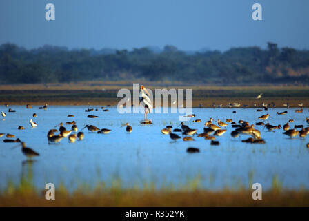 painted stork bird in shallow water lake in morning Stock Photo