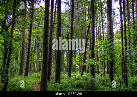 Forest woodlands in Scotland Stock Photo