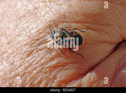 Eurydema dominulus (red and black bug) close-up on my hand Stock Photo