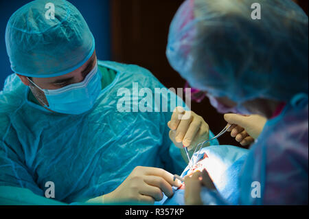 Dentist and assistant working in cooperation in the operational theatre Stock Photo