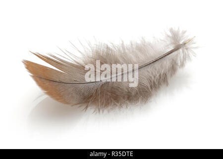 Brown feather isolated on white background Stock Photo