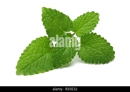 Fresh melissa leaves isolated on white background Stock Photo