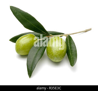 Green olive branch isolated on white background Stock Photo