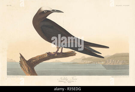 Noddy Tern. Dated: 1835. Medium: hand-colored etching and aquatint on Whatman paper. Museum: National Gallery of Art, Washington DC. Author: Robert Havell after John James Audubon. Stock Photo