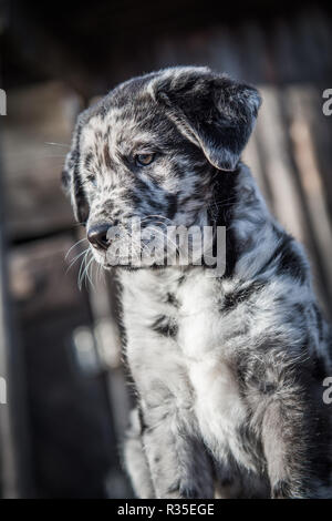 Cute Labrador puppy dog with different color eyes Stock Photo