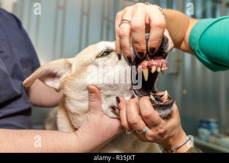 Dog's teeth being examined by a vet Stock Photo