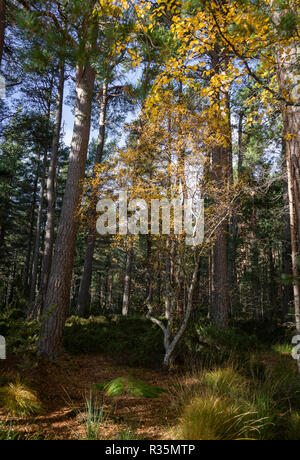 Autumn Birch at Abernethy in the Highlands of Scotland. Stock Photo