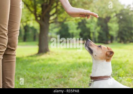 A man gives commands to a breed dog jack russel terrier which sits on the green grass in the park Stock Photo