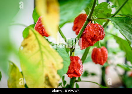 Red hot chilli pepper Trinidad scorpion on a plant. Capsicum chinense peppers on a green plant with leaves in home garden or a farm. Stock Photo