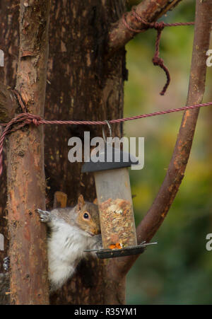squirrel raiding bird feeder Stock Photo