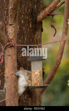 squirrel raiding bird feeder Stock Photo
