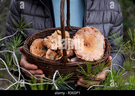 closeup of a young caucasian man with a basket full of red pine mushrooms, also known as saffron milk-caps, in his hands on a forest Stock Photo