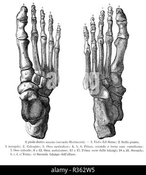 Vintage illustration of anatomy, right foot bones, dorsalis and sole view with Italian anatomical descriptions Stock Photo