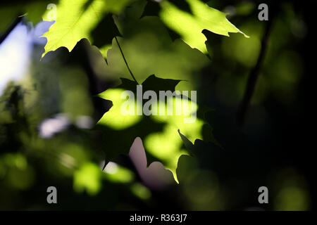 Sun dappled leaves, Inwood Hill Park, Manhattan New York City Stock Photo