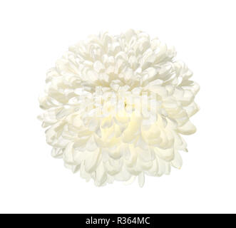 Single white chrysanthemum flower close up, isolated on a white background. Beautiful elegant flowerhead with delicate petals Stock Photo