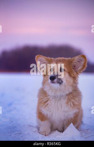 little cute corgi fluffy puppy at the outdoor close up portrait in winter day in sunset time Stock Photo