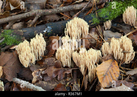 Upright Coral fungi, Ramaria stricta, growing amongst leaf litter and dead wood in late Autumn in mixed deciduous and coniferous woodland 2014. New Fo Stock Photo