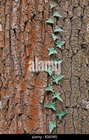 ivy tendril on the bark of the english oak Stock Photo