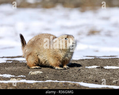 Black-tailed Prairie Dog (Cynomos ludovicianus) in winter, Manitoba Canada. Stock Photo