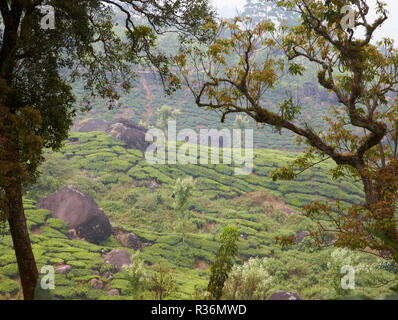 Tea Plantation in Kerala, India Stock Photo