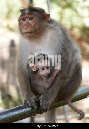 Bonnet Macaque Monkey With Baby Stock Photo