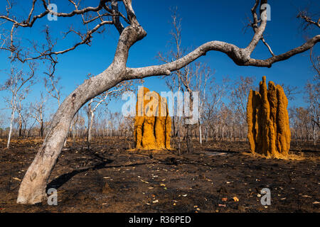 Cathedral Termite Mounds after a bush fire in Kakadu National Park. Stock Photo