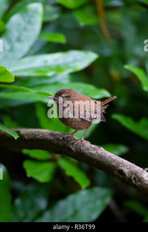 Wren Troglodytes troglodytes one of our smallest British birds perched in profile on the branch of a bush