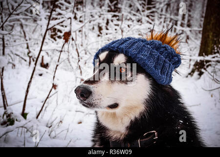 Cute alaskan malamute dog in hat sit in winter forest Stock Photo