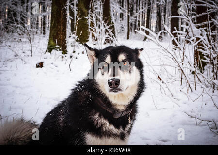 Alaskan malamute dog sit in winter forest Stock Photo