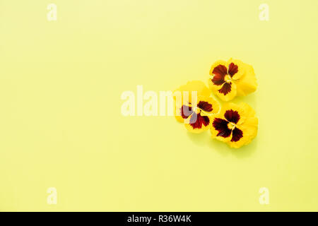 heartsease heads on yellow background.Pansies yellow flower.garden flowers.Yellow wild pansy flower.Abstract bouquet.Copy space Stock Photo