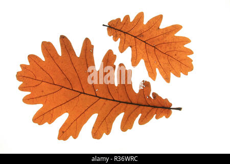 hungarian oak (quercus frainetto) Stock Photo