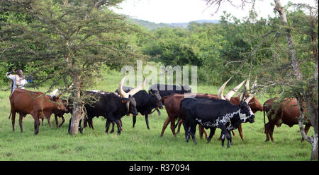 Enormous horned Sanga cattle are kept for meat and milk and selectively bred for different horn shapes by different tribes. The cattle are remarkable Stock Photo