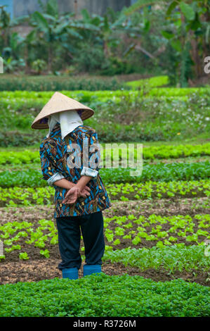 Vietnamese woman inspecting her crops of lettuce and other vegetables in her countryside market garden in the coastal region of North Vietnam Stock Photo