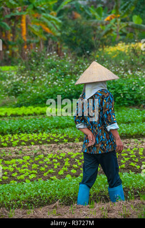 Vietnamese woman inspecting her crops of lettuce and other vegetables in her countryside market garden in the coastal region of North Vietnam Stock Photo