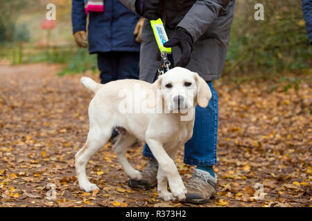 Landscape shot of one guide dog puppy in training during his walk in UK country park. Puppy walker volunteers out on obedience training in autumn. Stock Photo
