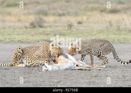 Female Cheetah (Acinonyx jubatus) mother with cub feeding on a just killed Thomson's Gazelle (Gazella thomsoni), Ngorongoro conservation area, Tanzani Stock Photo