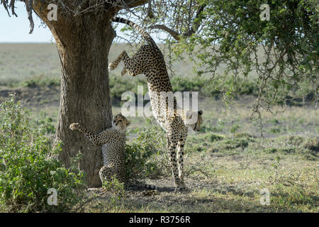 Cheetah (Acinonyx jubatus) mother with cub playing and jumping around acacia tree, Ngorongoro conservation area, Tanzania. Stock Photo
