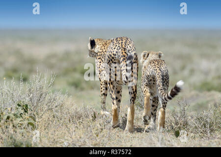Cheetah (Acinonyx jubatus) mother with cub walking on savanna seen from behind, Ngorongoro conservation area, Tanzania. Stock Photo