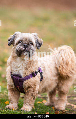 Portrait close up of cute family pet Lhasa apso dog in harness standing outdoors out for a walk in a country park autumn morning looking forward Stock Photo Alamy