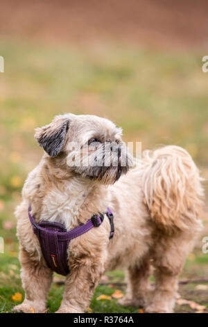 Detailed, portrait close up of beige, family pet Lhasa apso dog in harness, looking back over her shoulder, outdoors in UK country park. Stock Photo
