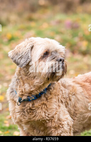 Detailed, portrait close up of beige, family pet Lhasa apso dog in blue collar, looking back over his shoulder, outdoors in UK country park. Stock Photo