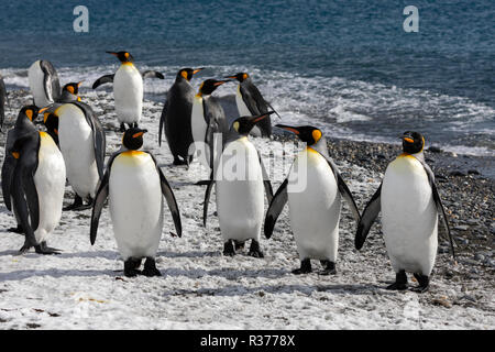 King penguins waddle out to sea on the beach on Salisbury Plain on South Georgia in the Antarctic Stock Photo
