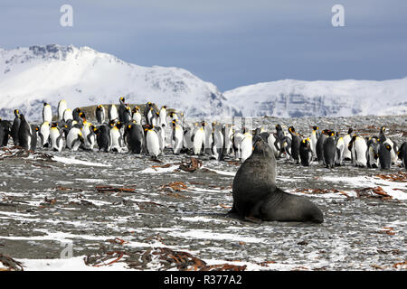 A young fur seal poses in front of a colony of king penguins on Salisbury Plain on South Georgia in the Antarctic Stock Photo