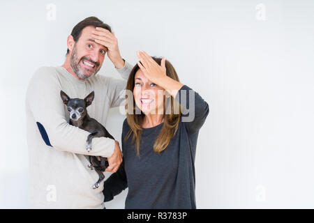 Middle age couple holding small chihuahua over isolated background stressed with hand on head, shocked with shame and surprise face, angry and frustra Stock Photo